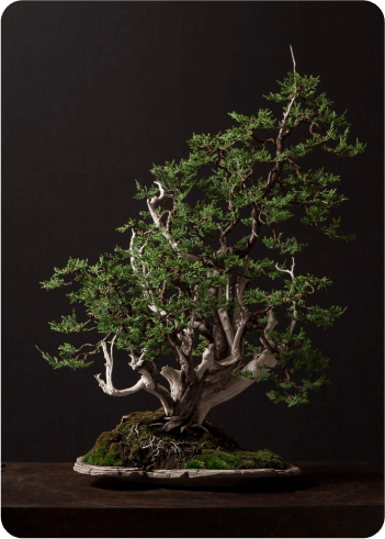Browse shop image 1